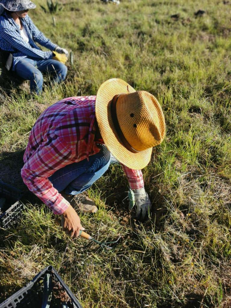 PRAMSEI: Proyectos ambientales en etapas constructivas y operativas (77)